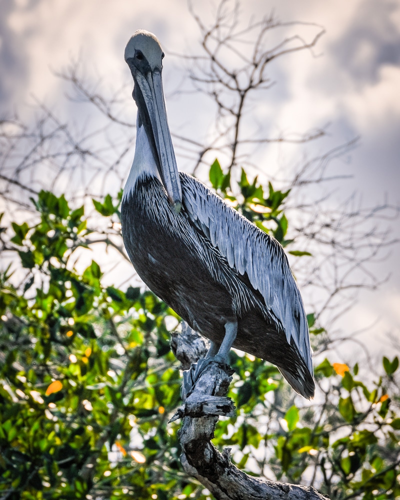 a heron in Río Lagartos