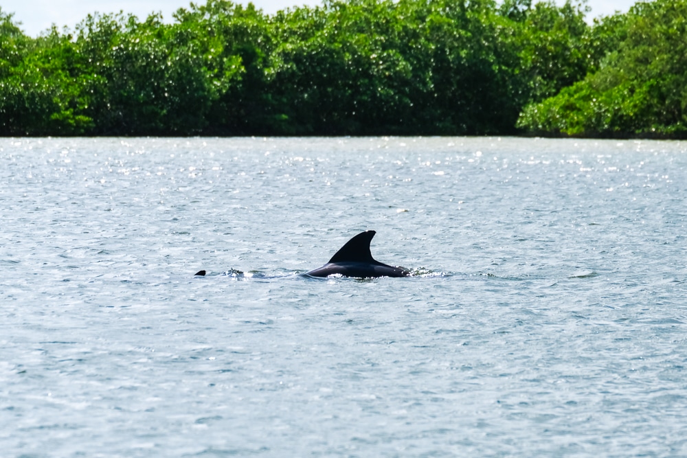 A dolphin in Río Lagartos