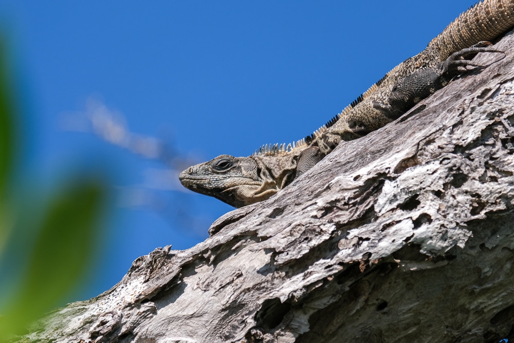 An iguana in Río Lagartos