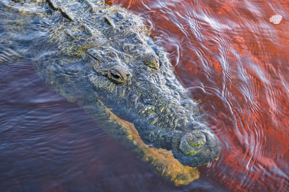 A crocodile in Río Lagartos