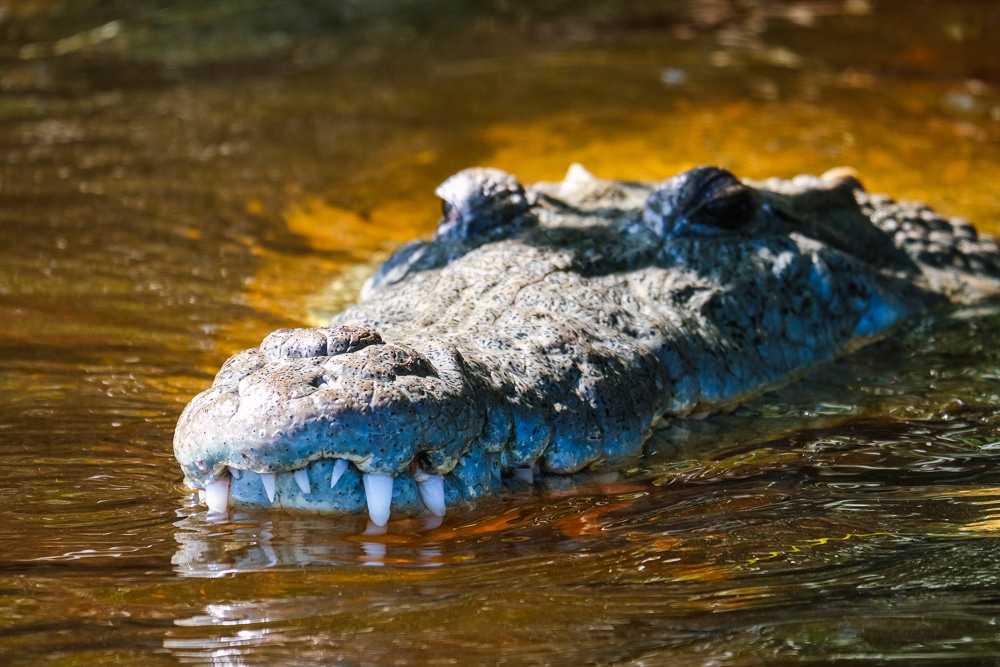 A crocodile in Río Lagartos