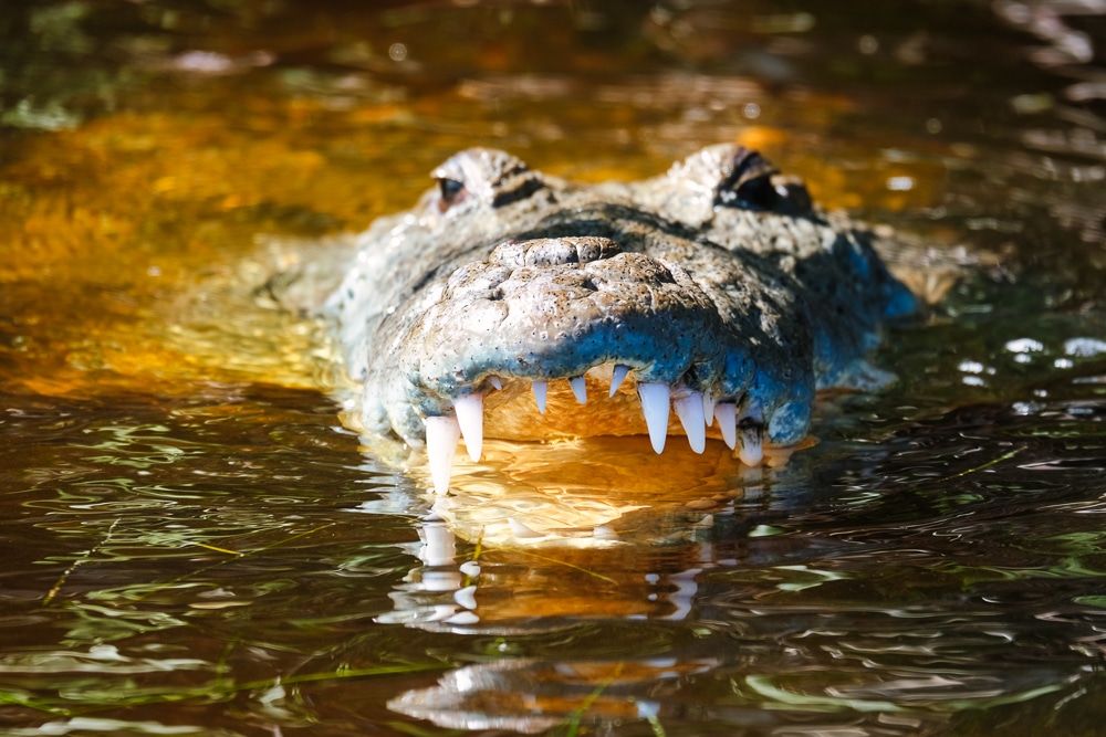 A crocodile with its mount open in Río Lagartos