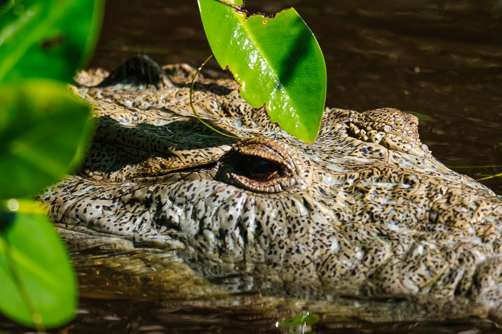 A close up of a crocodile in Río Lagartos