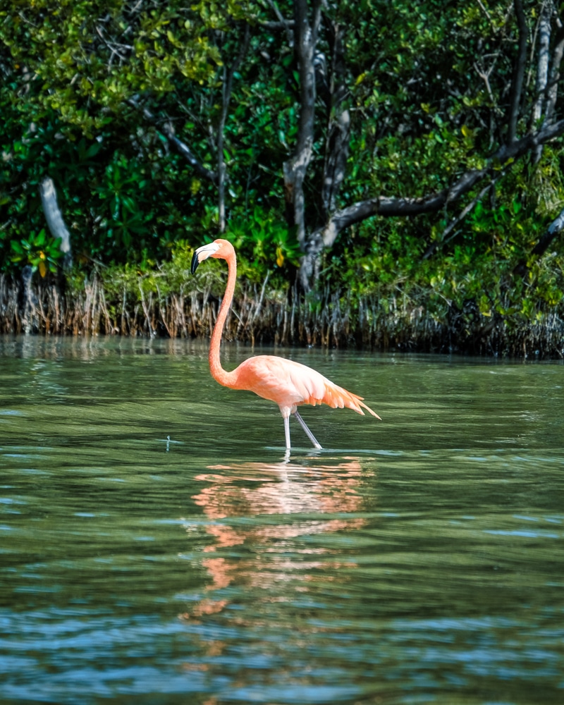A flamingo in Río Lagartos