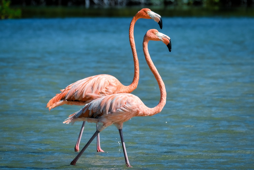 Flamingos in Río Lagartos