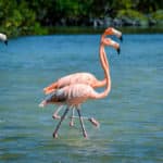 Flamingoes in Río Lagartos