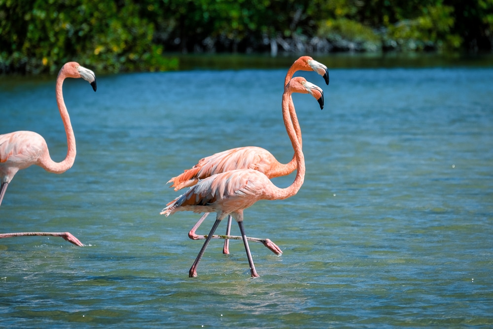Flamingoes in Río Lagartos