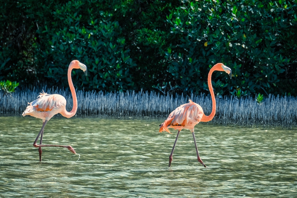 Flamingoes in Río Lagartos