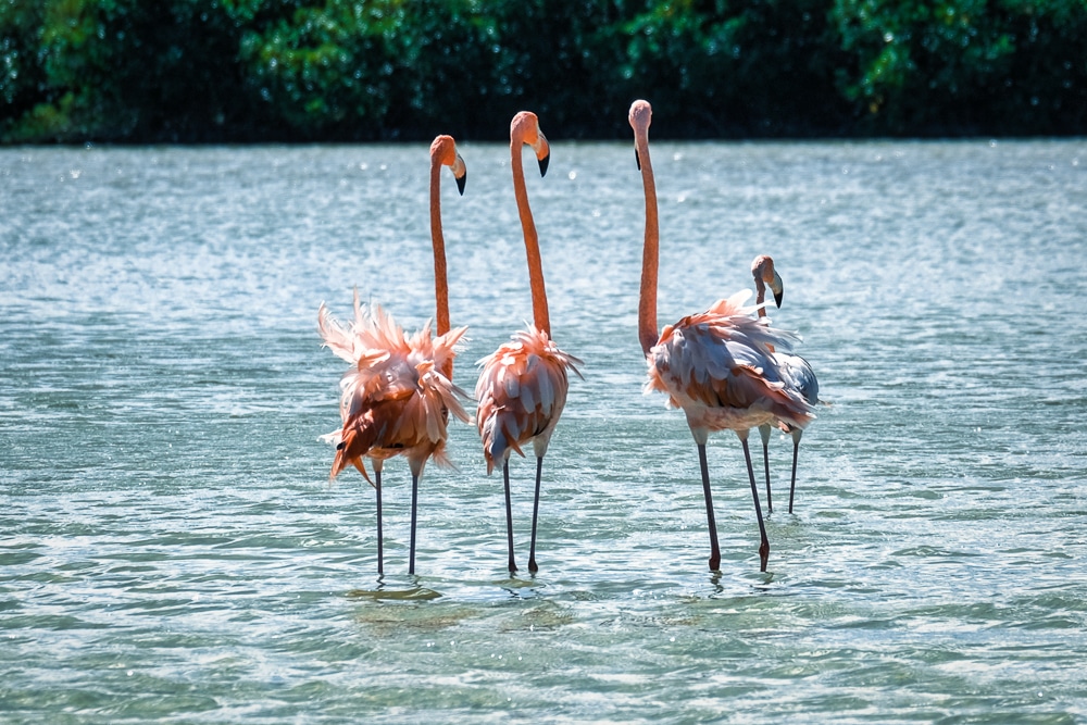 Flamingoes in Río Lagartos