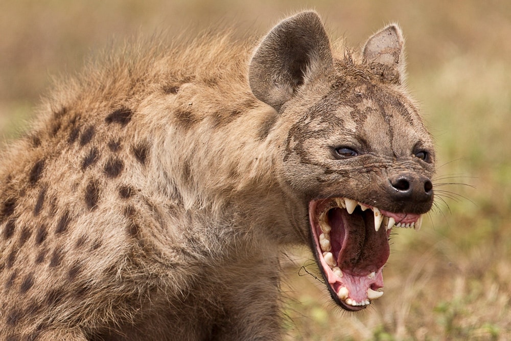 A hyena growling – Stanley Trollip