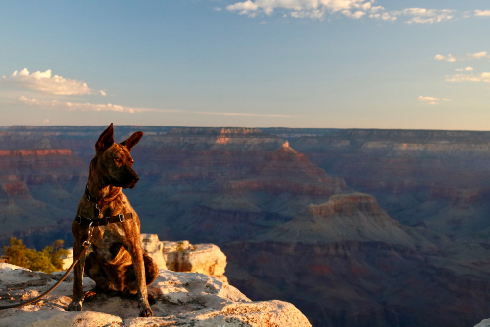 A dog in Grand Canyon national park – one of the most dog-friendly in America