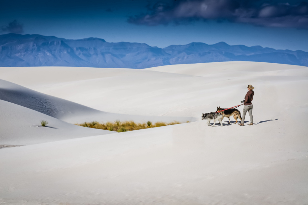 Seorang wanita dan dua anjing di Taman Nasional White Sands