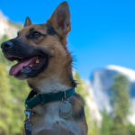 A dog in Yosemite – one of the most dog-friendly in America