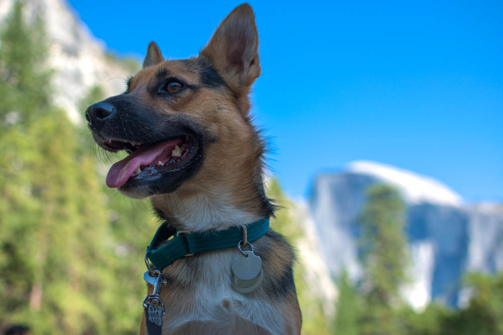 Seekor anjing di Yosemite - salah satu anjing paling terkenal di Amerika