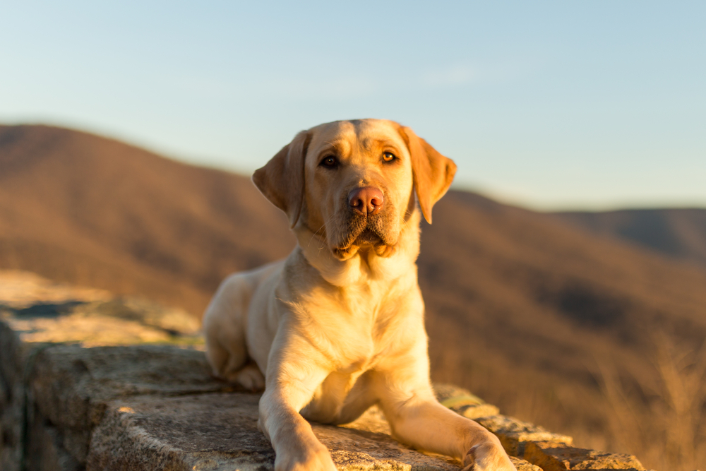 Retriever labrador di Taman Nasional Shenandoah - salah satu yang paling ramah anjing di Amerika