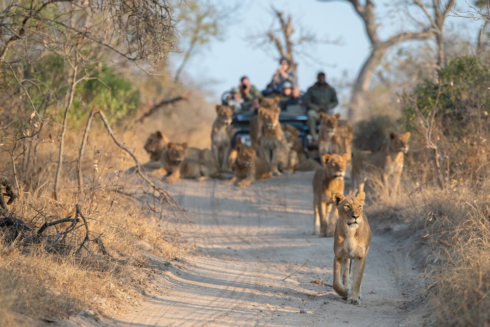 Turis menonton singa di Afrika Selatan