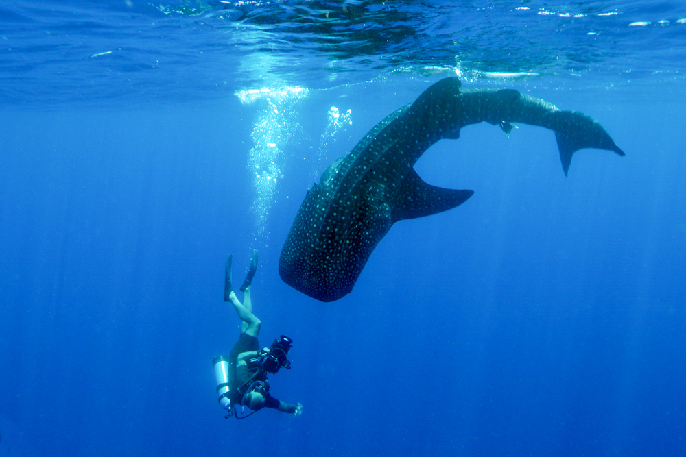 A diver with a whale shark at Gladden Spit, one of the best dive sites in Belize