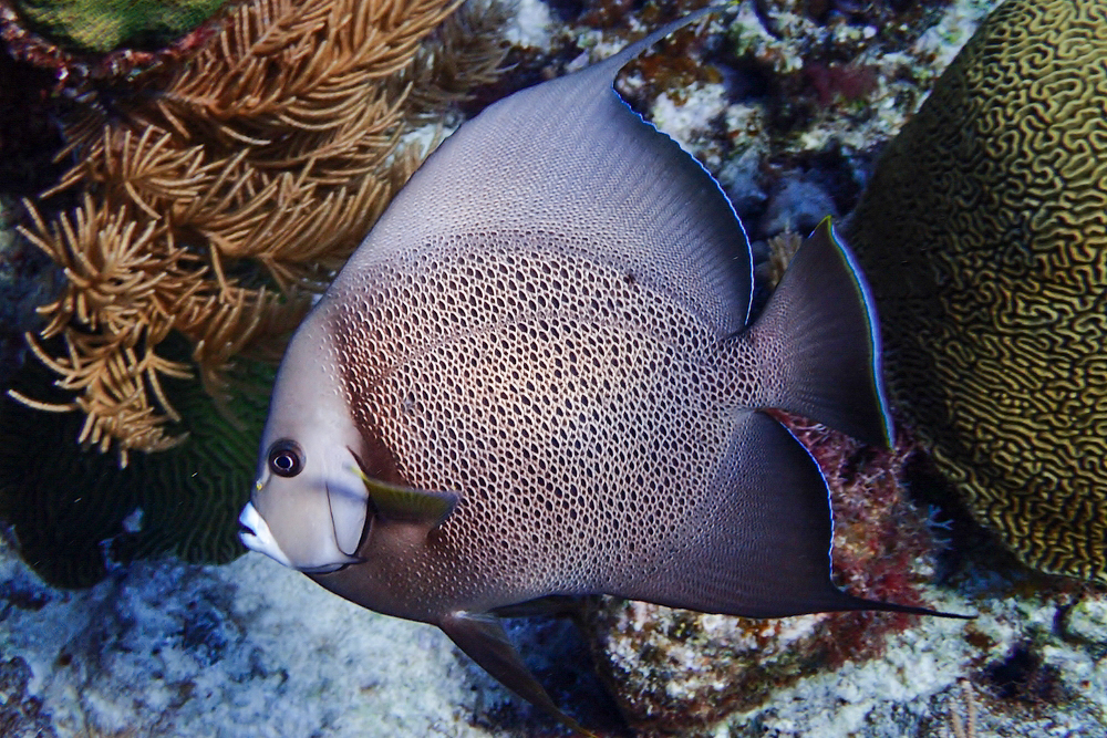 A French Angelfish at Half Moon Caye – one of the best dive sites in Belize