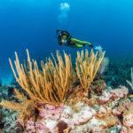 best dive sites in Belize lead image showing a diver with coral in belize