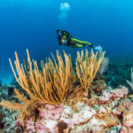 best dive sites in Belize lead image showing a diver with coral in belize