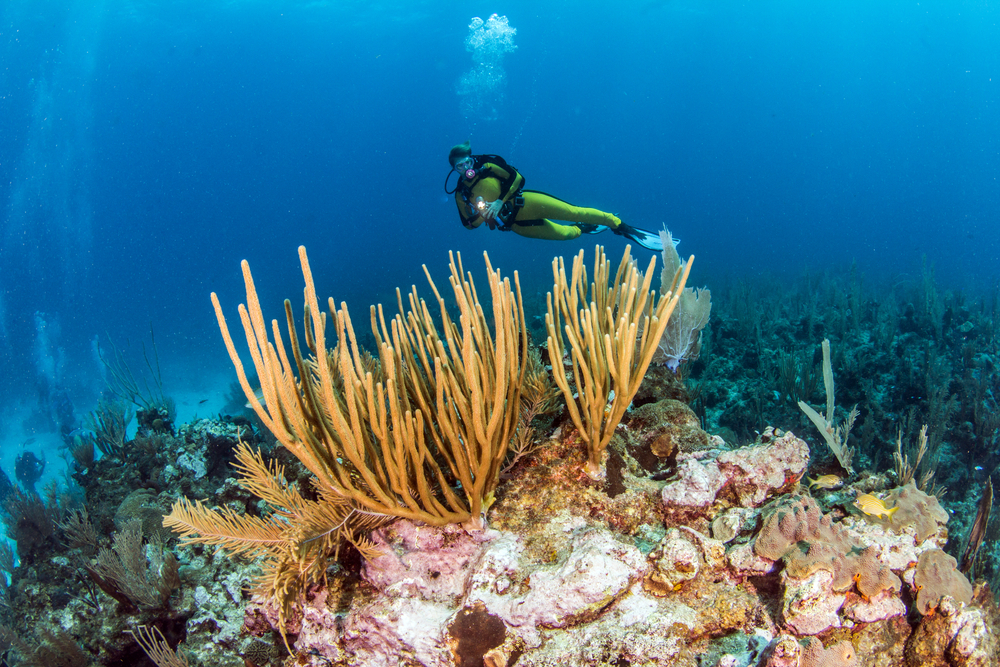 best dive sites in Belize lead image showing a diver with coral in belize