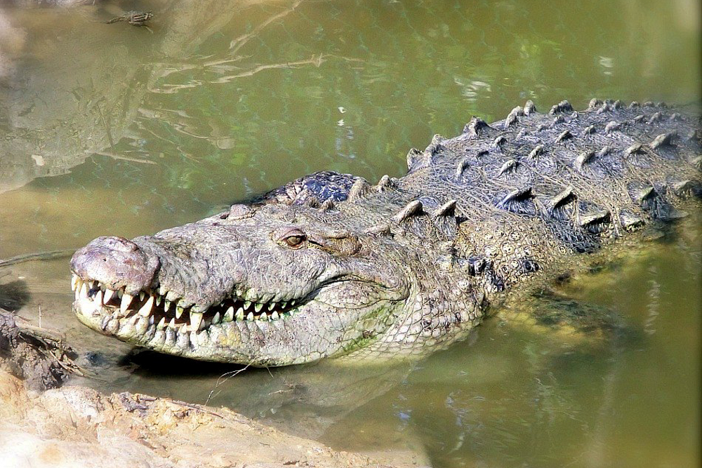 Buaya di ACES di Ambergris Caye Belize