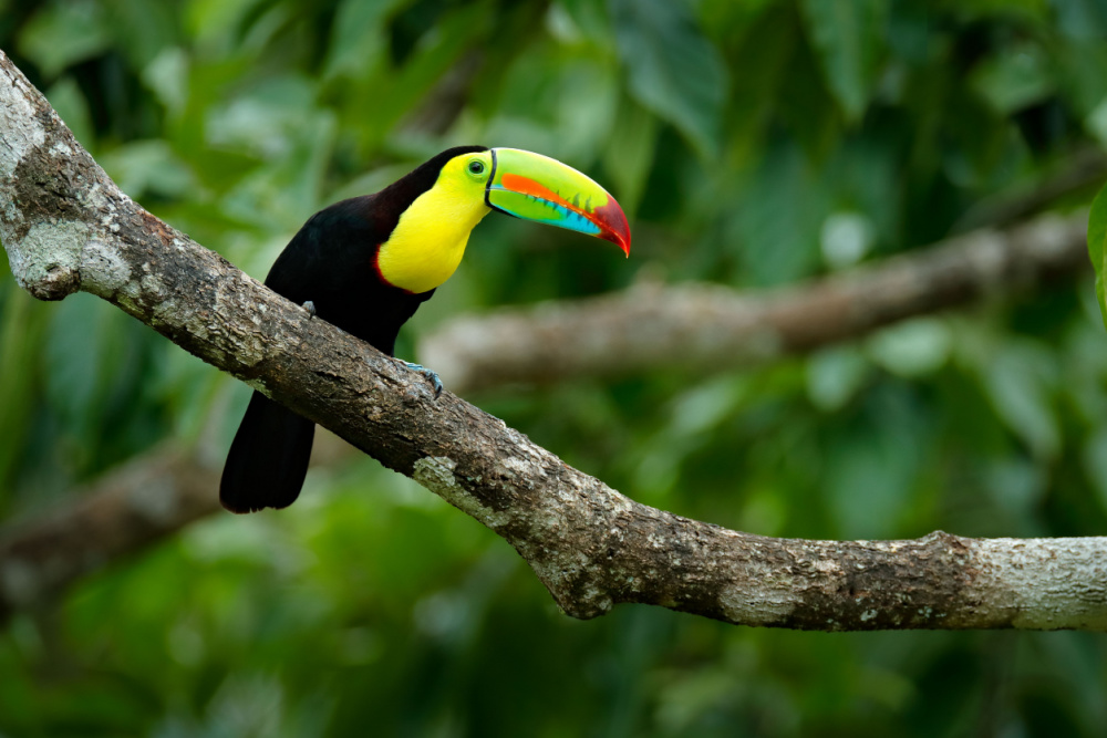 A toucan on a branch in Soberanía near Panama City