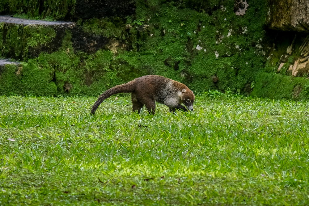 A coati on the grass in Tikal