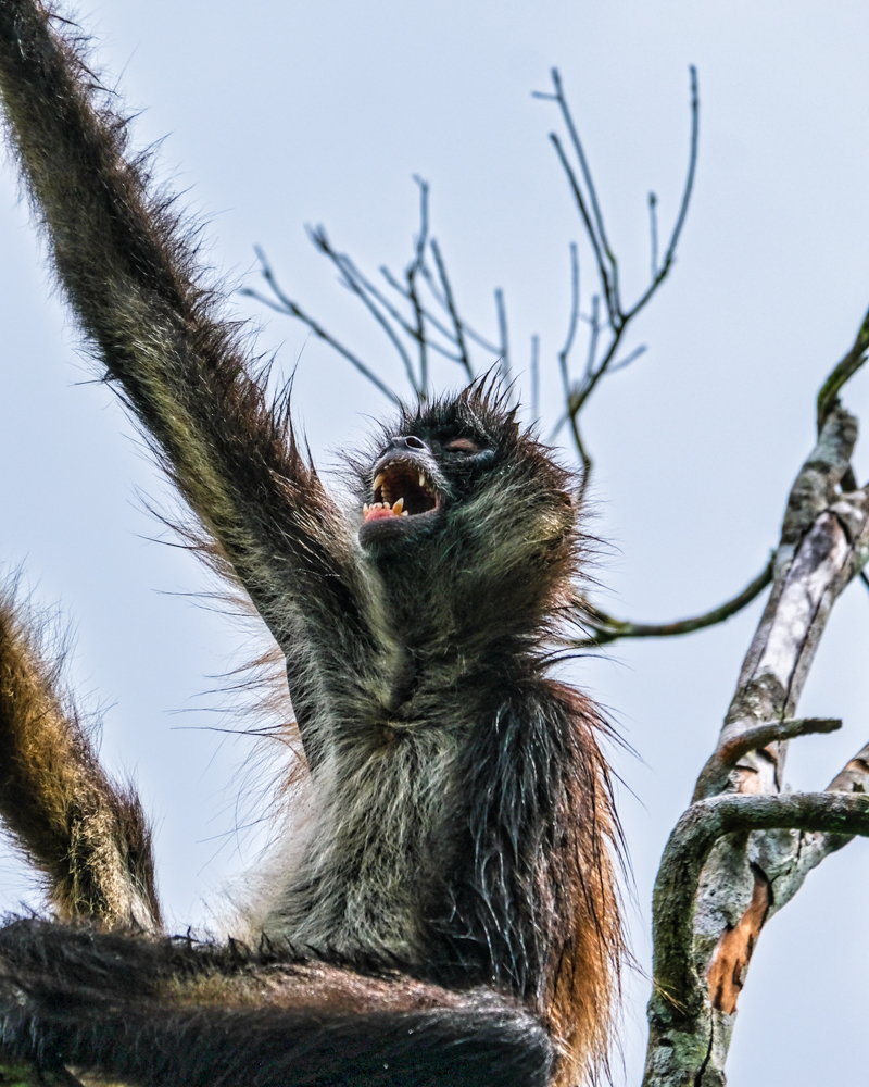 Un mono aullador mostrando sus dientes en Tikal