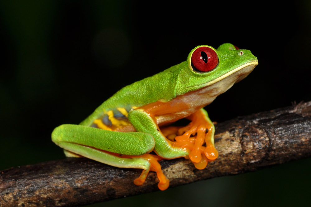 A red-eyed tree frog on Barro Colorado – one of the best day trips from Panama City