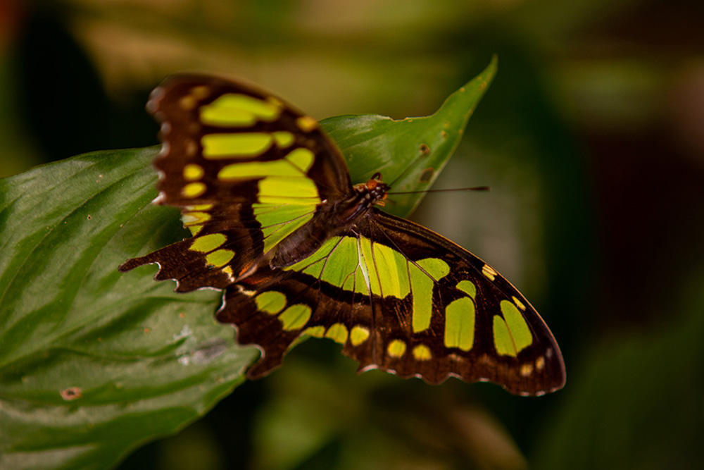 A closeup of a butterfly in Copán