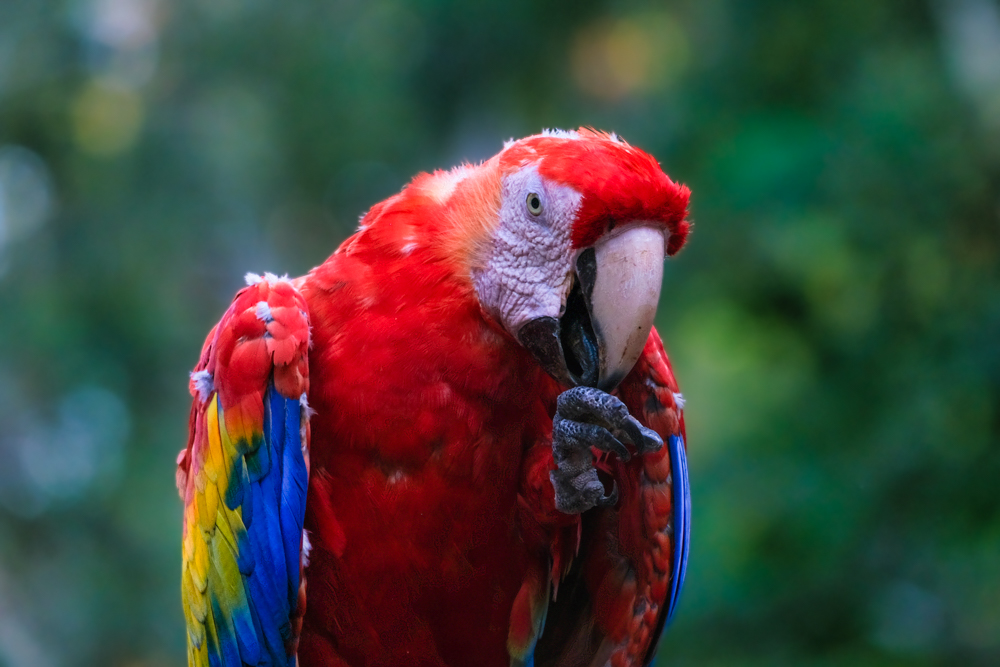 A closeup of a scarlet macaws at Copán