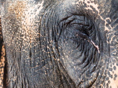 A close up of an elephant's eye in The Last Tourist