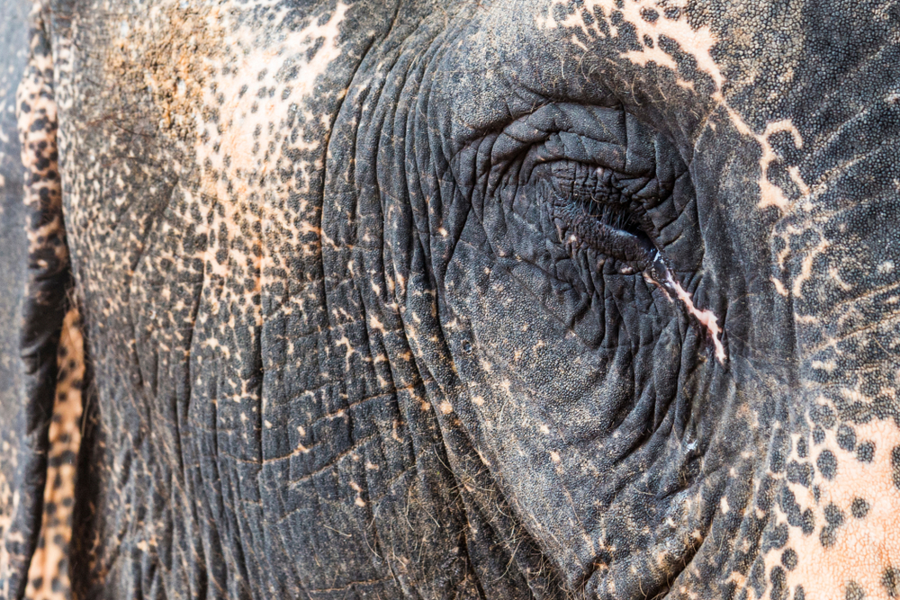 A close up of an elephant's eye in The Last Tourist