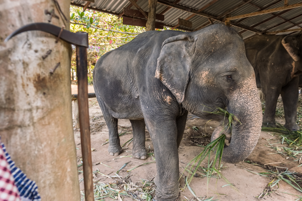 Sebuah kail digantung di sebelah gajah tawanan