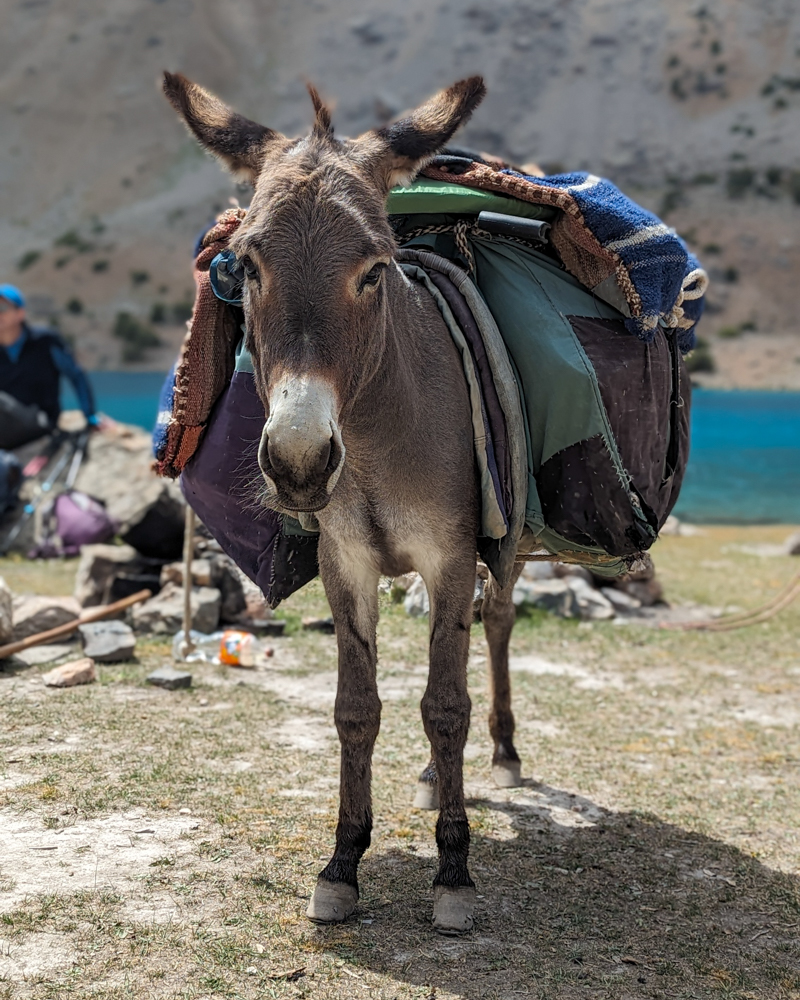 A mule seen while trekking the Fann Mountains