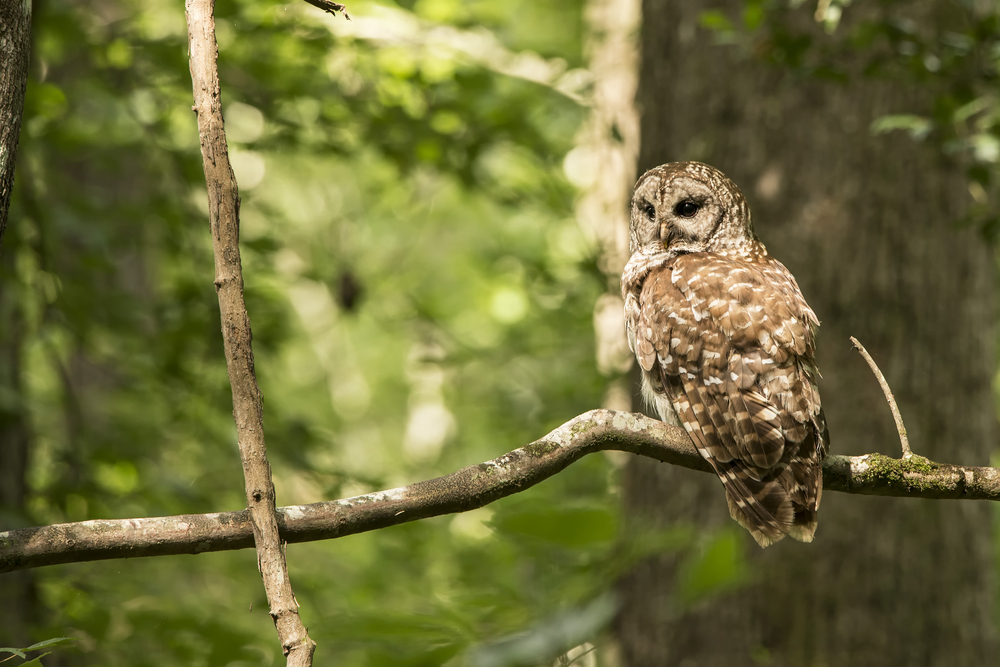 A Barred owl in Congaree National Park – one of the best American national parks for wildlife spotting