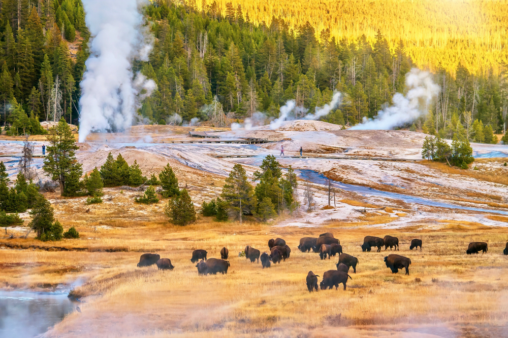 Bison in front of geysers in Yellowstone National Park