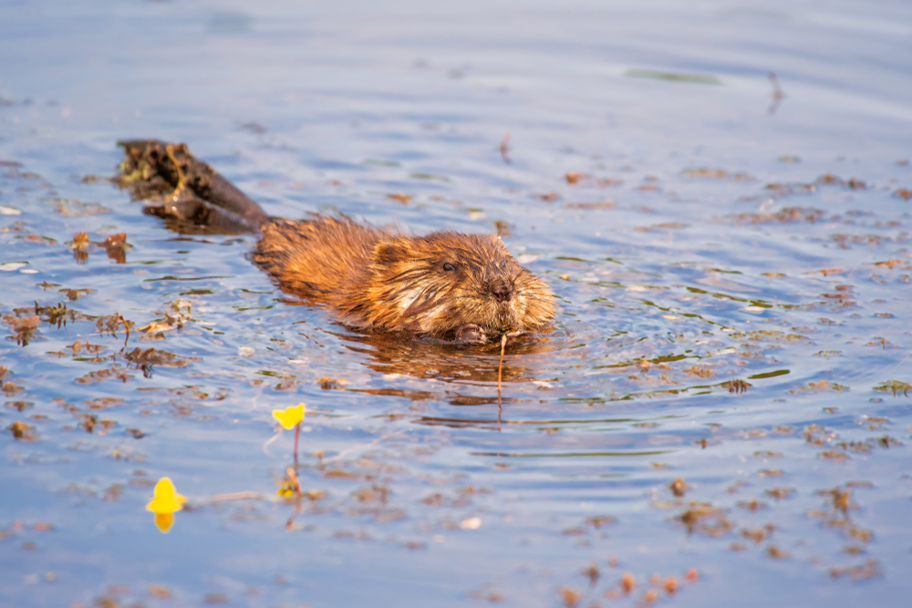 A beaver swims through  Cuyahoga one of the best American national parks for wildlife spotting 