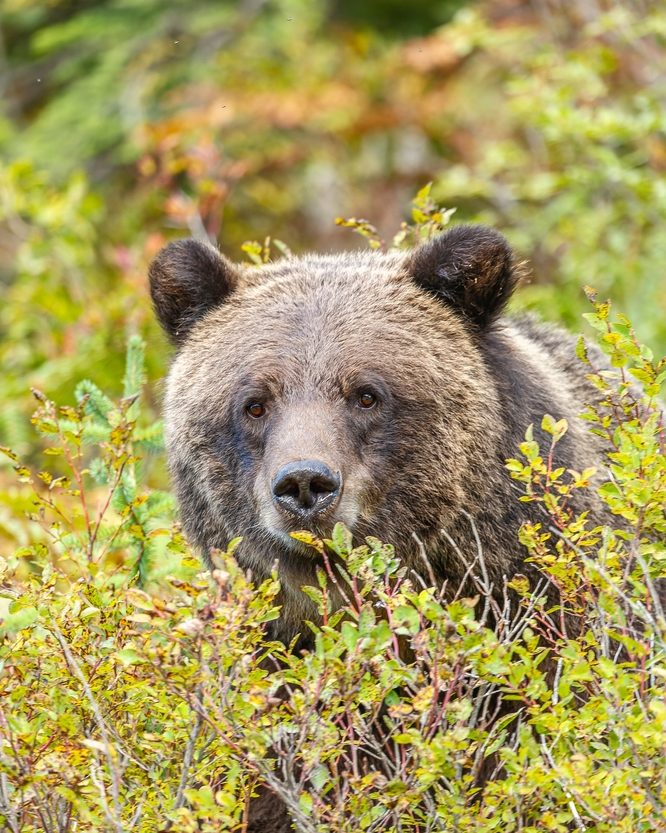 A grizzly bear eating huckleberries