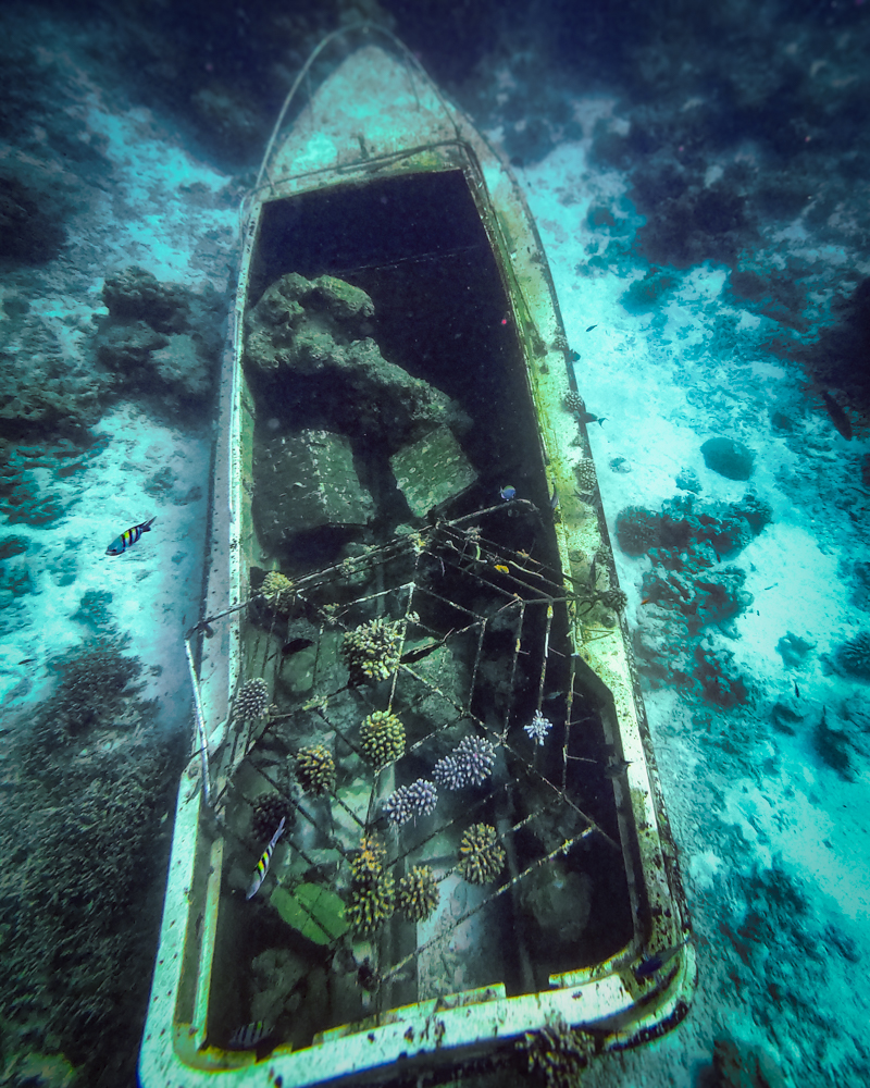 the sunken boat at Baros Maldives covered in coral