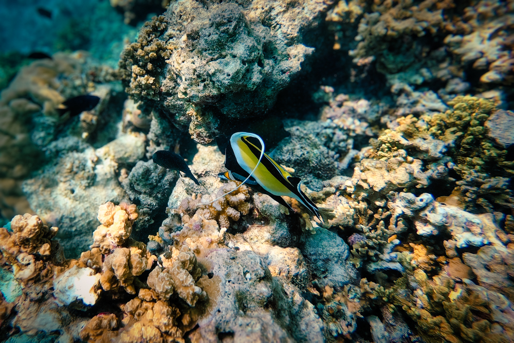 A moorish idol fish at Baros Reek, Maldives