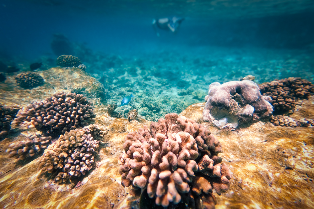 Colourful coral with a snorkeller in the background