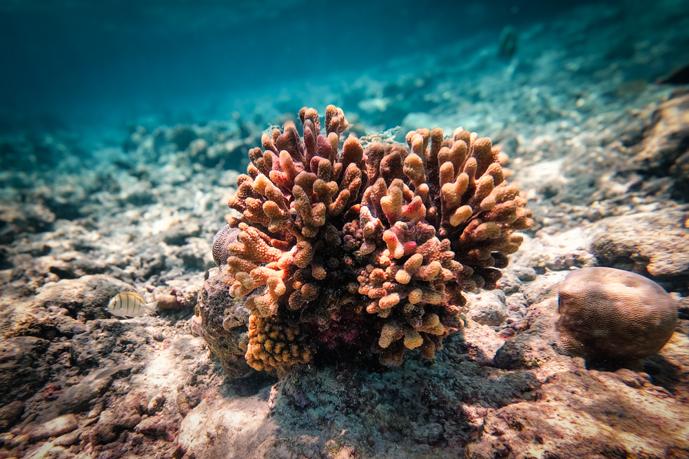 Colourful coral