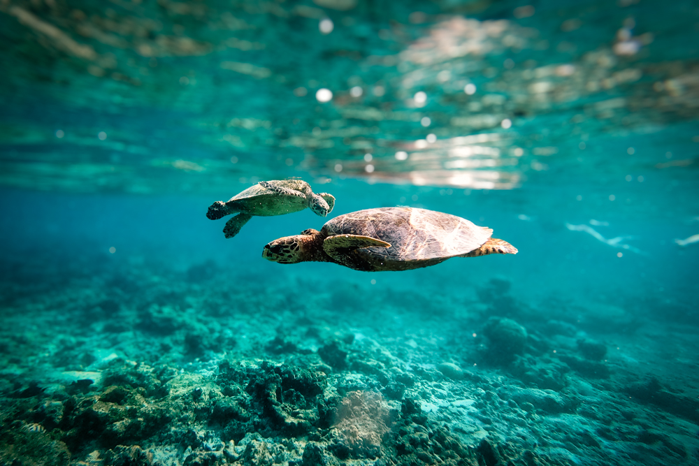 Two turtles we saw while snorkelling Baros Reef