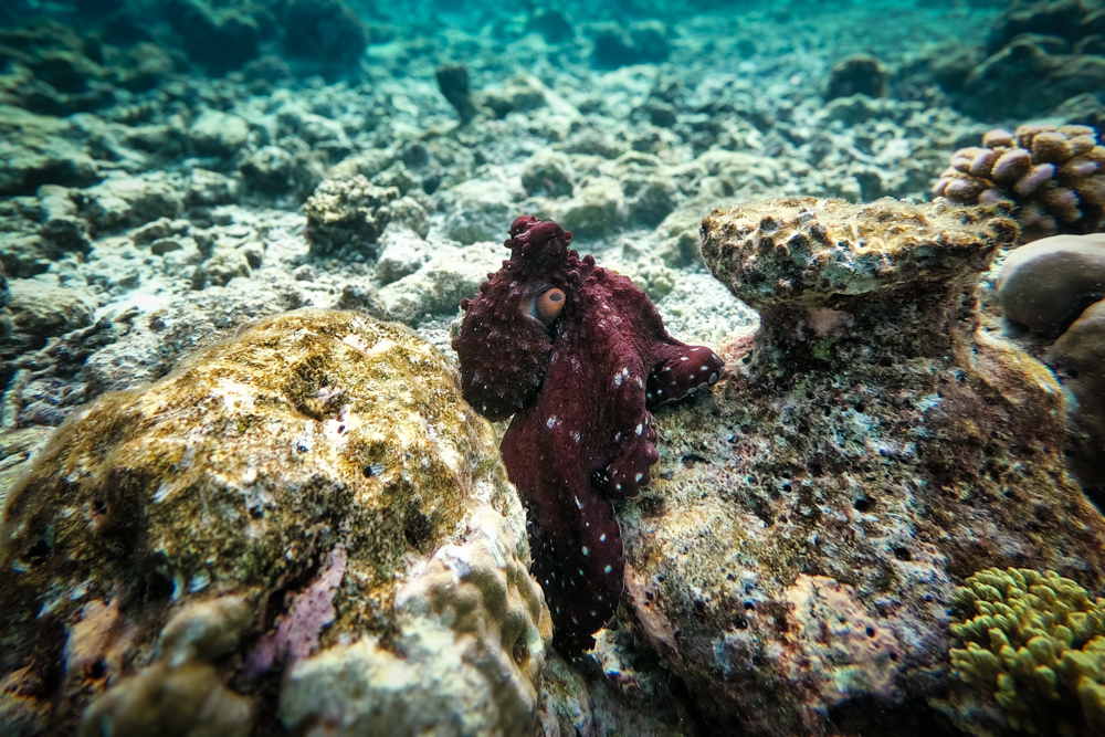One of the octopus we saw snorkelling Baros Reef