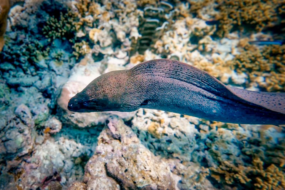 A moray eel we saw while snorkelling Baros Reef