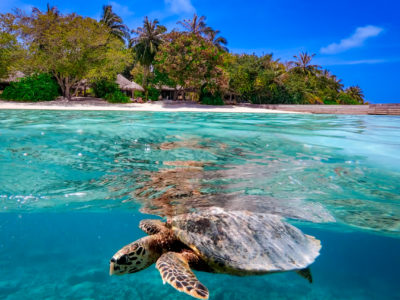 A turtle seen while snorkelling Baros Reef Maldives