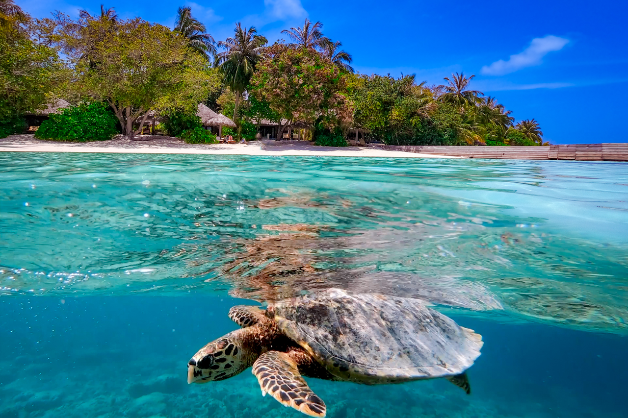 A turtle seen while snorkelling Baros Reef Maldives