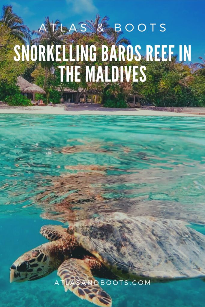 Snorkelling Baros Reef in the Maldives Pinterest pin